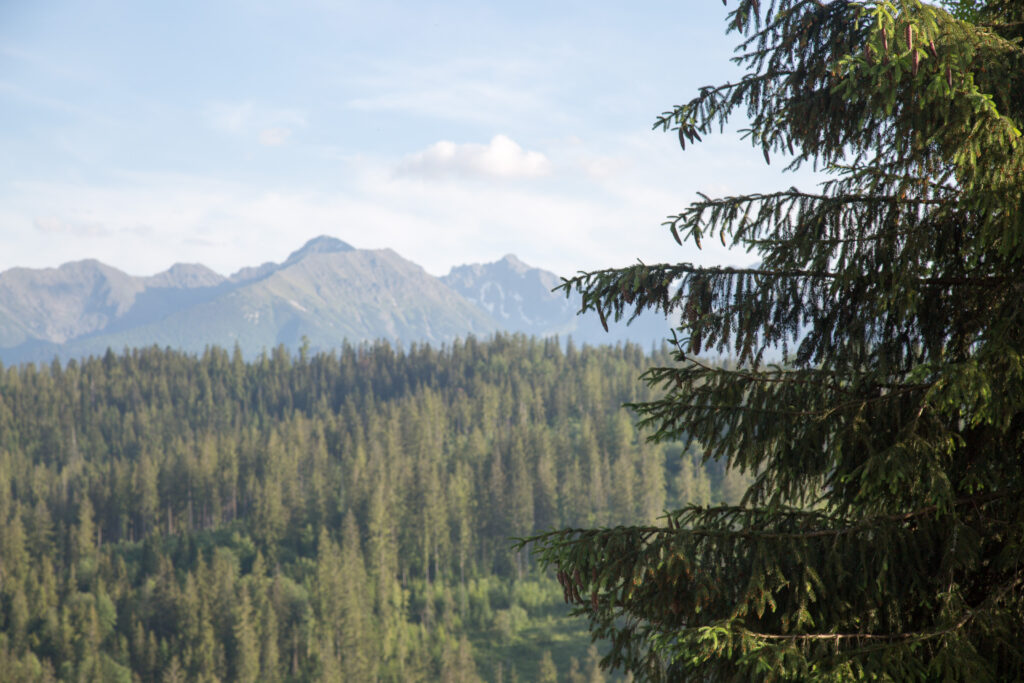 Z prawej strony drzewo iglaste, na które nastawiona jest ostrość aparatu. W tle widać las iglasty oraz na horyzoncie łagodne zbocza gór. Niebo jasne, czyste, niebieskie.